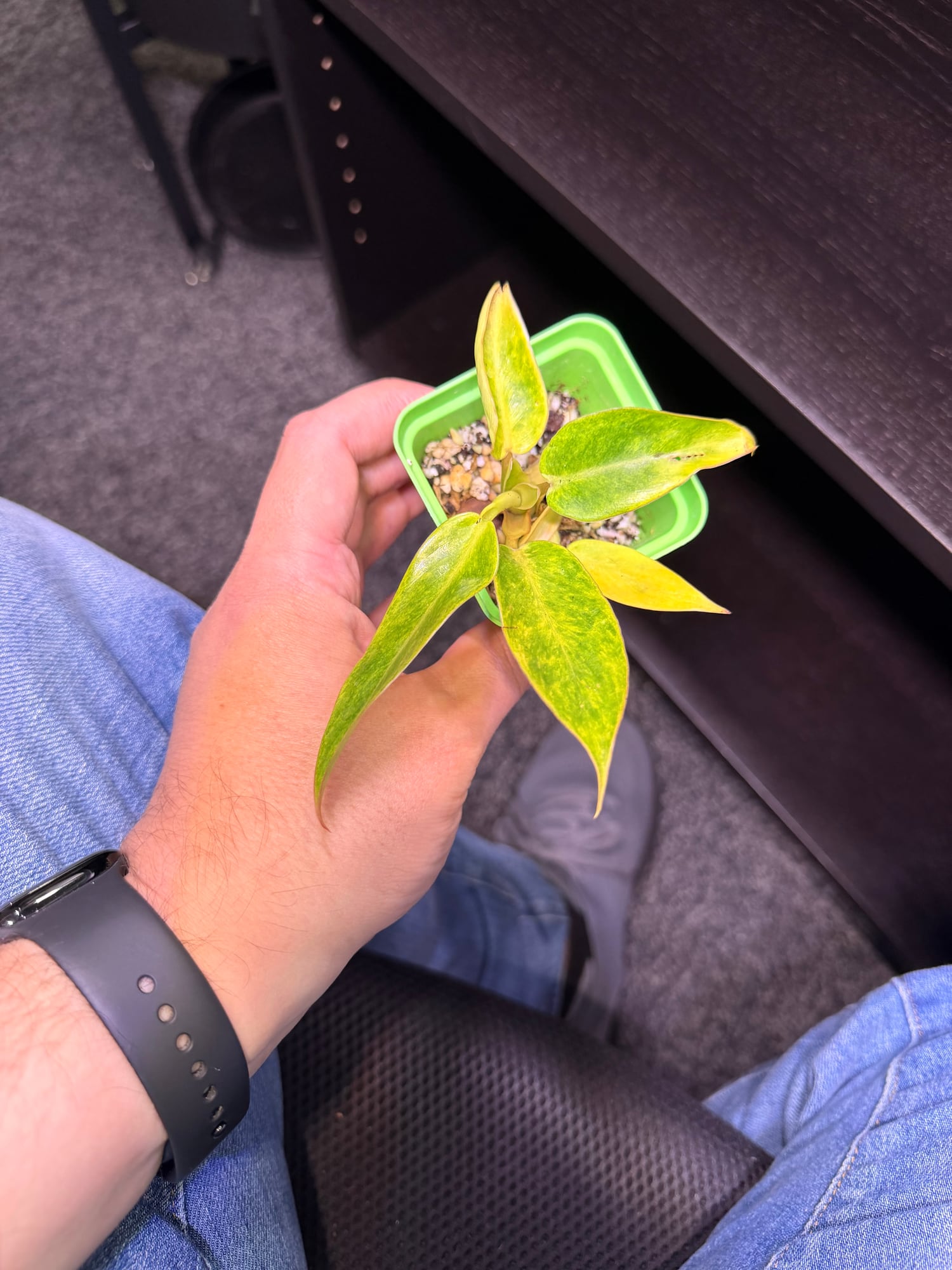 Small potted plant cutting