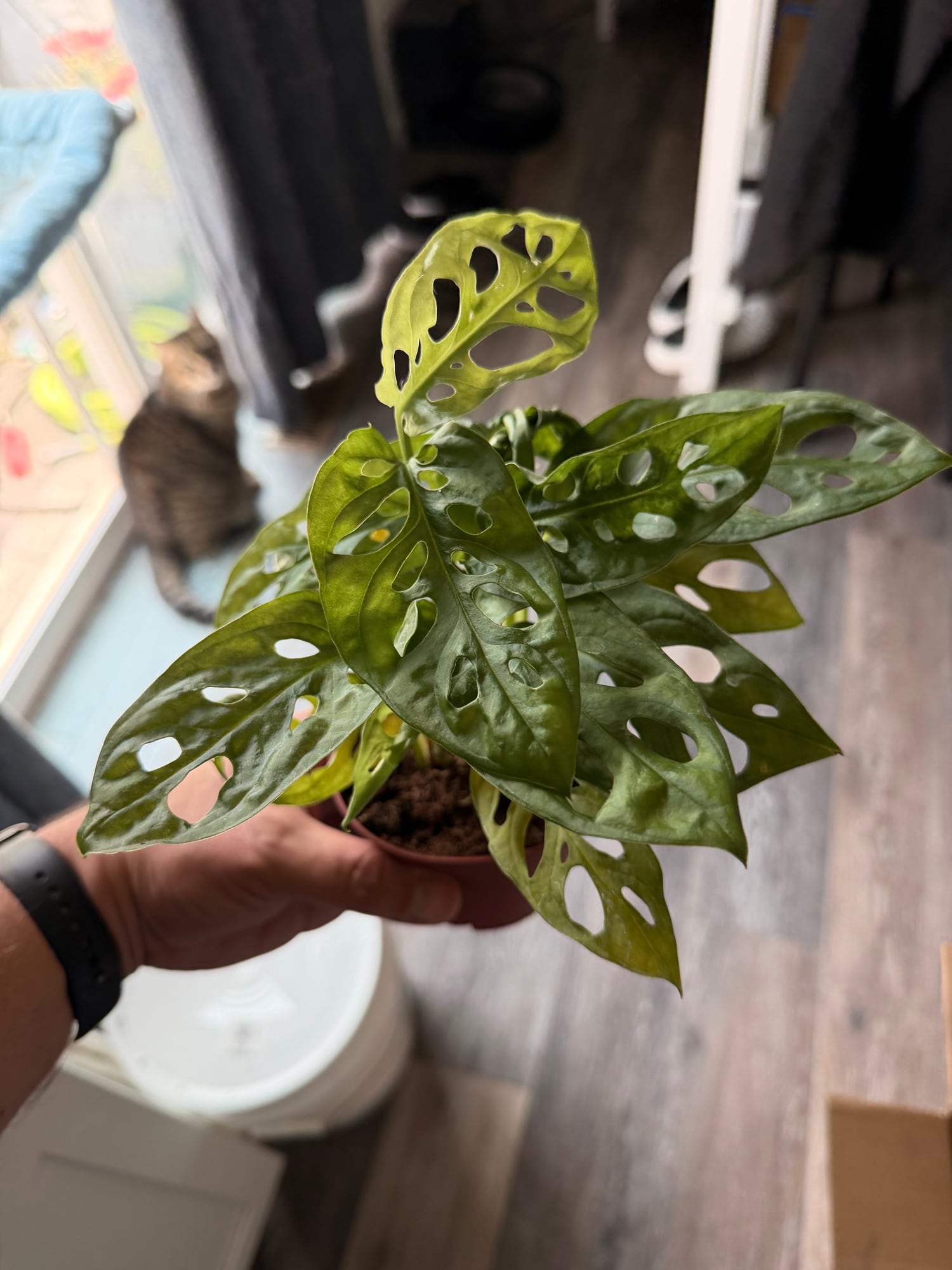 Potted plant with spotted leaves