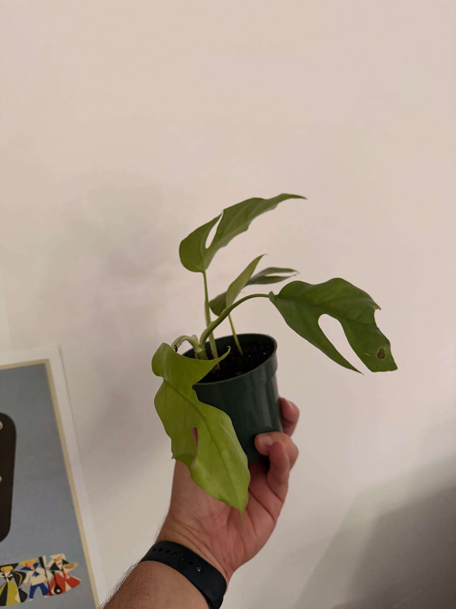 Handheld potted plant cutting
