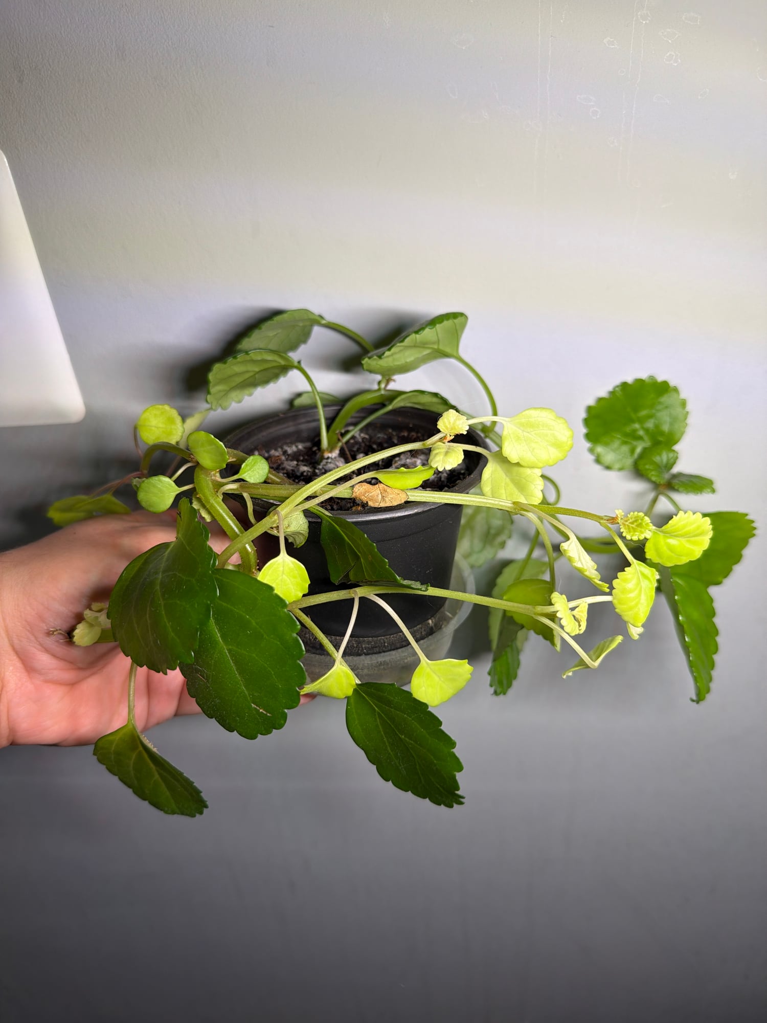 Trailing potted plant