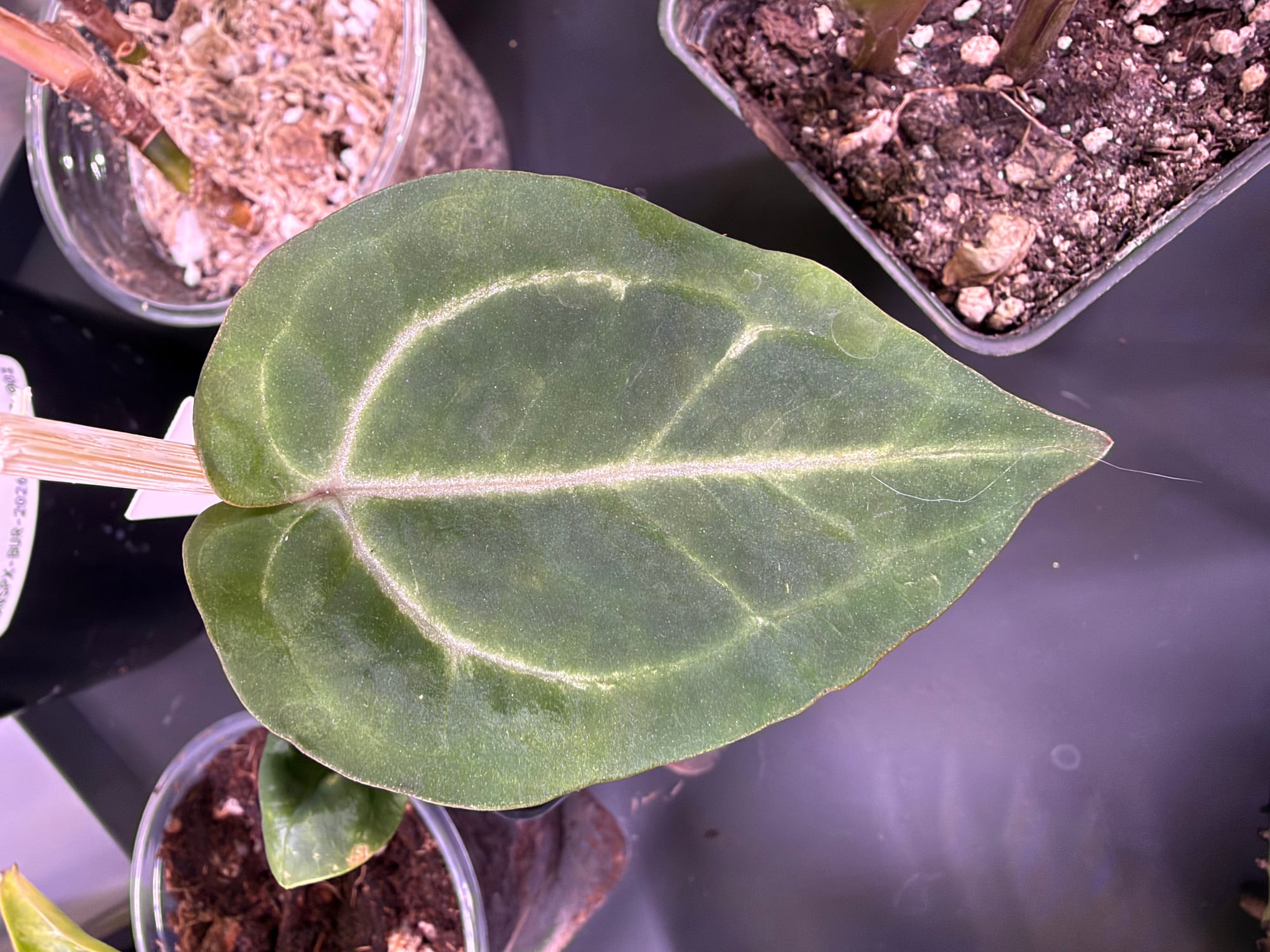 Green leaf close-up